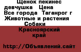 Щенок пекинес девчушка › Цена ­ 2 500 - Все города, Таганрог г. Животные и растения » Собаки   . Красноярский край